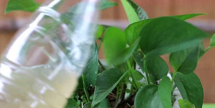 綠蘿加醬油能快速生長嗎