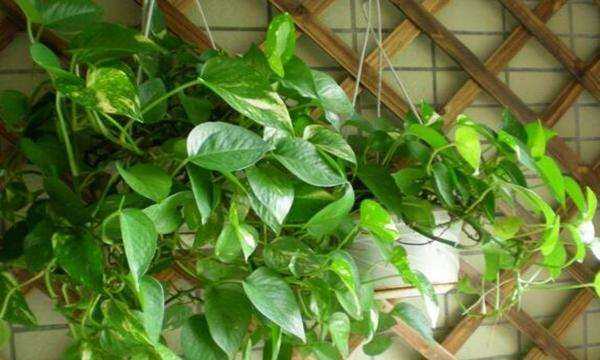 醬油和水摻在一起能澆綠蘿,綠蘿澆醬油水能更旺盛是真的嗎圖4