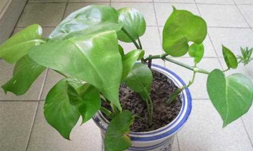 醬油和水摻在一起能澆綠蘿,綠蘿澆醬油水能更旺盛是真的嗎圖5