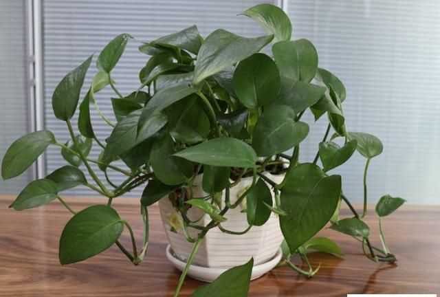 醬油加水可以澆綠蘿嗎