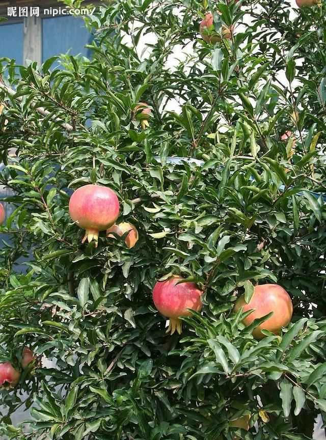 石榴籽有黑點(diǎn)能吃嗎，紅籽石榴怎么判斷好壞？圖2