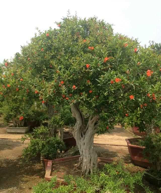 石榴籽有黑點(diǎn)能吃嗎，紅籽石榴怎么判斷好壞？圖5