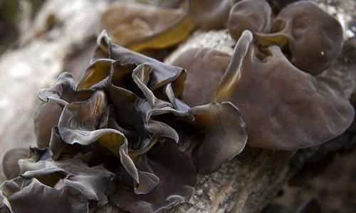 吃了過期的干木耳怎么辦，干木耳保質(zhì)期多久？圖5