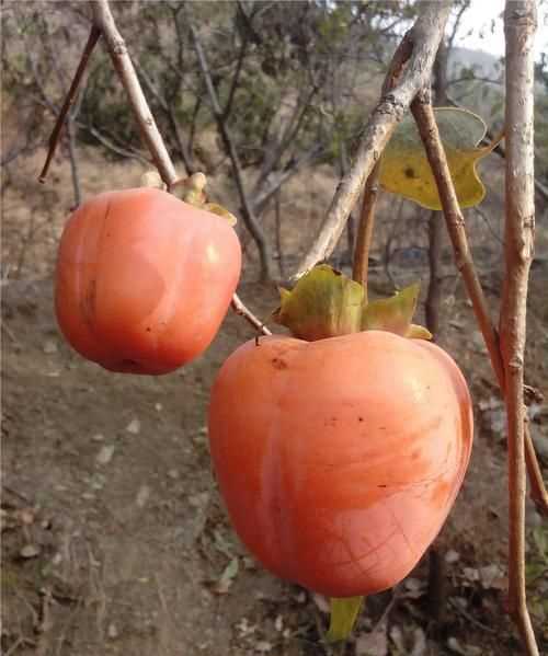 怎么讓柿子樹(shù)長(zhǎng)得快