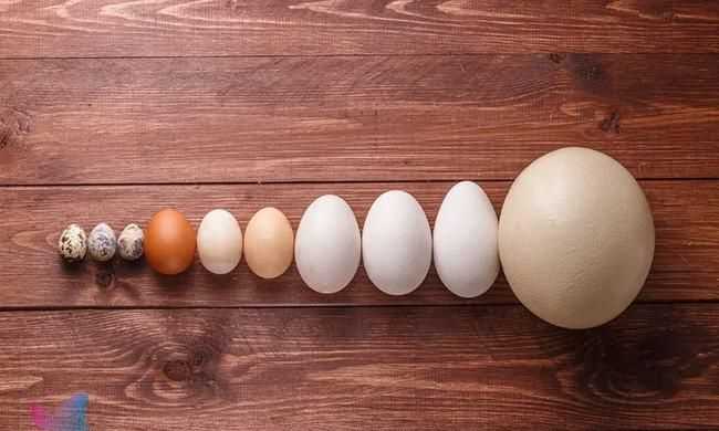 一個鵪鶉蛋頂幾個雞蛋膽固醇