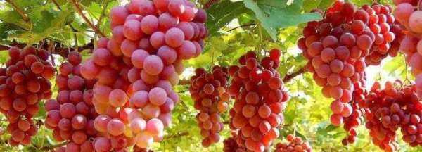 洗過水的葡萄如何保存,洗干凈的葡萄如果一次吃不完怎么辦圖3