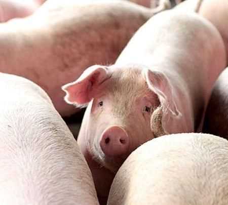 豬肉發(fā)白能吃嗎，豬肉洗后瘦肉為什么發(fā)白，能吃嗎？'？圖5