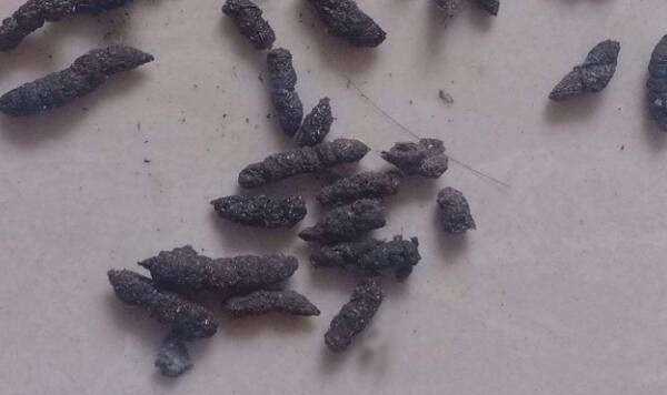 蟑螂屎和老鼠屎區(qū)分,蟑螂大便和老鼠大便區(qū)別圖1