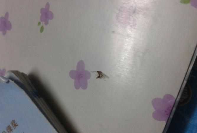 夏天晚上開燈招蟲子怎么解決,晚上開燈有很多小蟲怎么辦 推薦幾種方法幫大家趕走小蟲