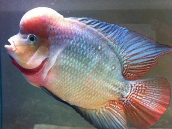 泰國金是什么金,泰金是什么金,值錢嗎圖1