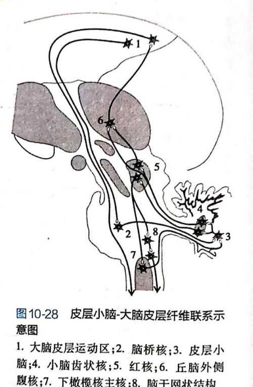 大腦皮層興奮失眠
