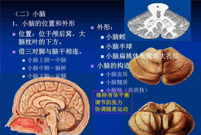 皮層小腦的主要功能是,小腦的主要功能是什么