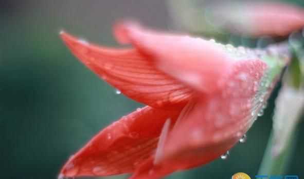 今年的梅雨季節(jié)有多少天什么時候出梅