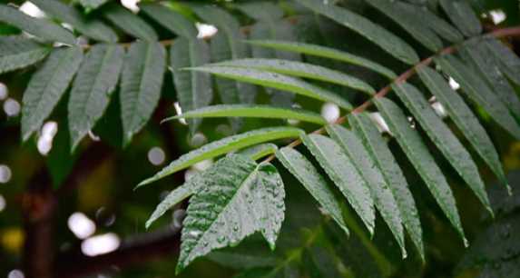 梅雨季什么時候結(jié)束2020,今年的梅雨季節(jié)有多少天什么時候出梅圖4