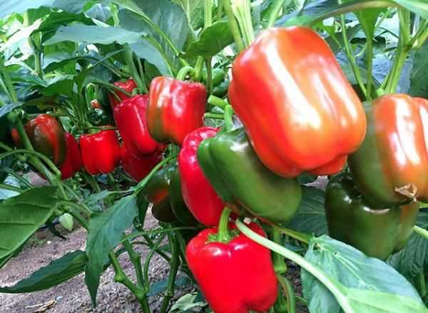 苦瓜怎么吃最好,苦瓜怎么吃最好圖10