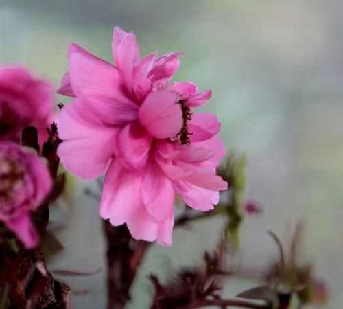 百般紅紫斗芳菲的前一句是什么