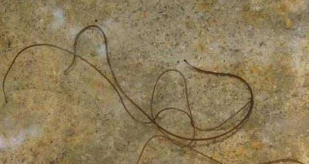 螳螂的身體里為什么會有鐵線蟲