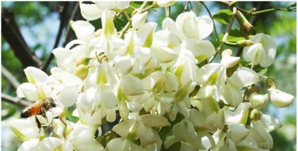 洋槐花餃子怎么做好吃,槐樹花素餡餃子餡的做法圖4