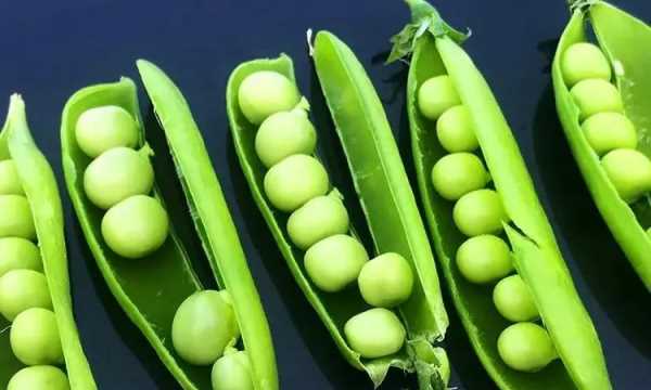 生芽的豌豆還能吃,新鮮豌豆發(fā)芽了還能吃嗎圖1