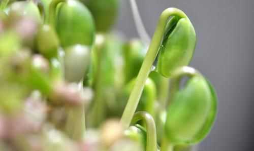 豌豆長(zhǎng)芽子了能吃不