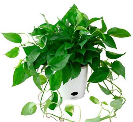 活性炭包的正確使用方法,活性炭除甲醛活性炭包怎么用圖2