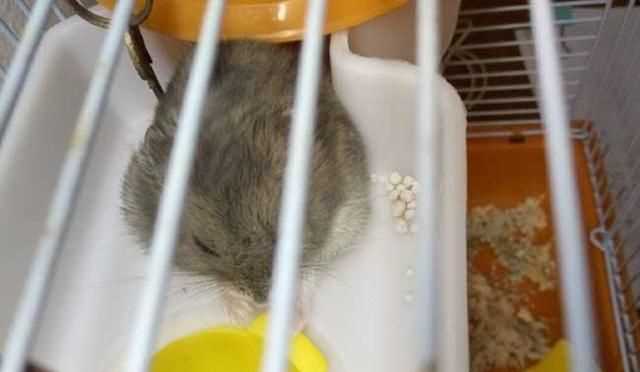 倉鼠和老鼠的區(qū)別在哪里，倉鼠和老鼠的區(qū)別有哪些？圖1