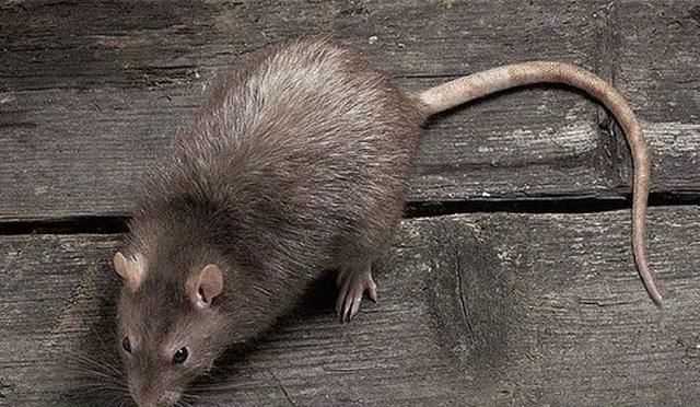 倉鼠和老鼠的區(qū)別在哪里，倉鼠和老鼠的區(qū)別有哪些？圖2