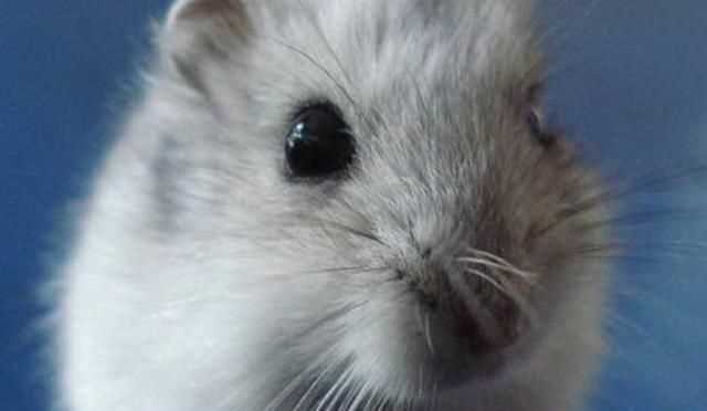 倉鼠和老鼠的區(qū)別在哪里，倉鼠和老鼠的區(qū)別有哪些？圖3