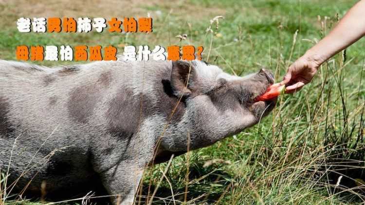 母豬呵呵的含義是什么意思