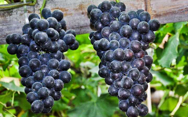 水晶葡萄成熟總被蜜蜂叮咬怎么辦呢