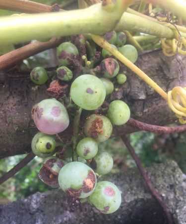 葡萄熟了引來蜜蜂啃葡萄怎么治