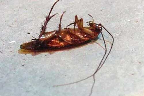 怎么滅蟑螂?,蟑螂怎么滅殺最有效圖1