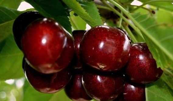 車厘子吃多少合適,車厘子每天吃多少合適?圖1