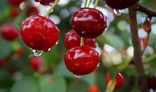 車厘子吃多少合適,車厘子每天吃多少合適?圖3