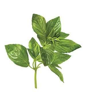 羅勒葉是洋蔥嗎