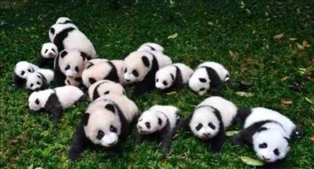 大熊貓吃肉嗎，大熊貓生活在什么地方，愛吃什么，為什么被當(dāng)做國(guó)寶？圖1