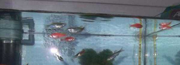 魚(yú)缸活性炭多久換一次,活性炭放魚(yú)缸多長(zhǎng)時(shí)間換一次圖2