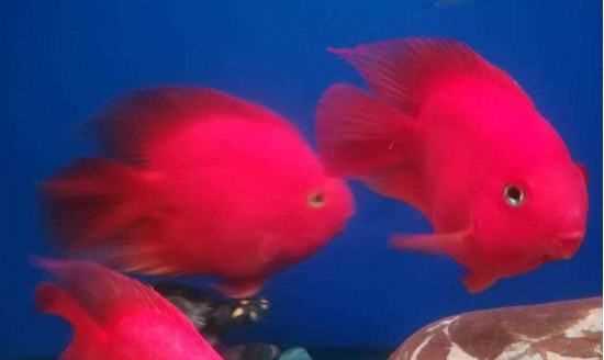 魚(yú)缸活性炭多久換一次,活性炭放魚(yú)缸多長(zhǎng)時(shí)間換一次圖3