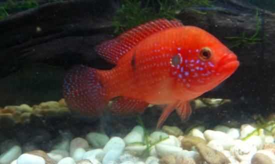 魚(yú)缸活性炭多久換一次,活性炭放魚(yú)缸多長(zhǎng)時(shí)間換一次圖4