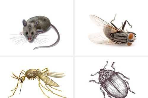 端午節(jié)五紅有哪些