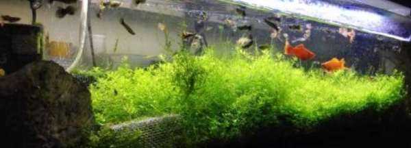 魚(yú)缸活性炭多久換一次,活性炭放魚(yú)缸多長(zhǎng)時(shí)間換一次圖5