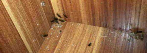 蟑螂窩一般在哪,家里蟑螂窩一般在哪里圖2