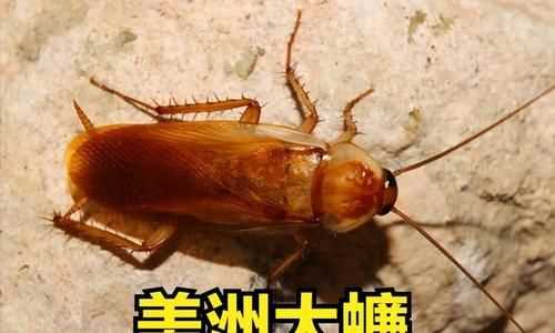 怎樣找到蟑螂的窩