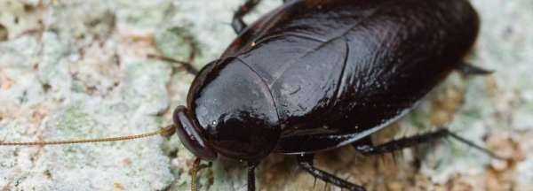 蟑螂吃過(guò)的東西還能吃,被蟑螂弄過(guò)的東西還能吃嗎圖1