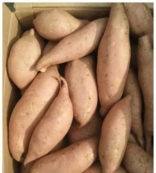 剛刨出來的地瓜可以直接裝袋過冬嗎