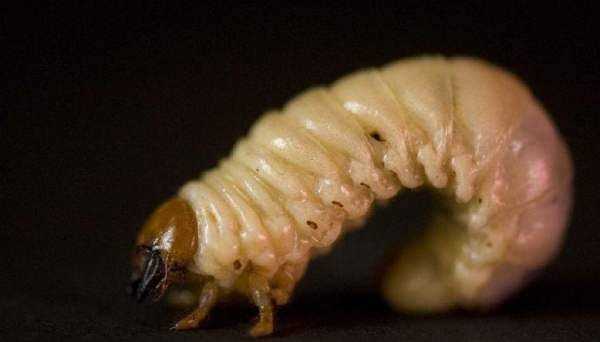 農(nóng)村廁所老有蛆往出爬怎么辦,蹲廁有蛆爬上來怎么辦圖2