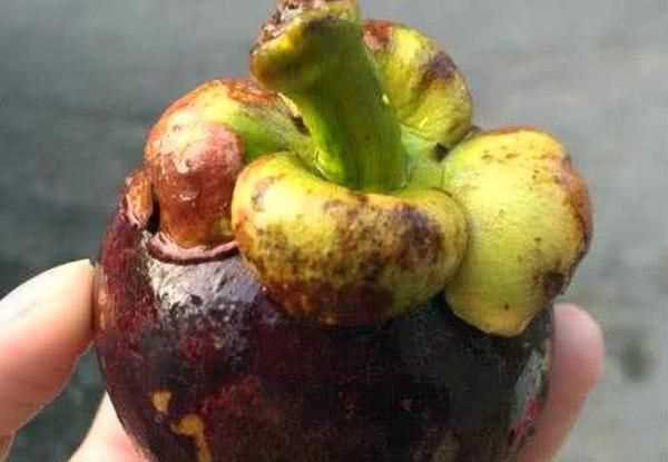 山竹外面的黃粉末的是什么，山竹外殼黃點(diǎn)是什么？圖4