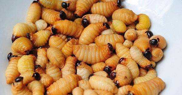 農(nóng)村廁所老有蛆往出爬怎么辦,蹲廁有蛆爬上來怎么辦圖5