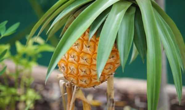 菠蘿蜜摘下來沒熟要怎樣才會熟,菠蘿蜜不熟要怎么放才能熟透圖5