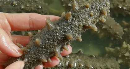 海參的泡發(fā)方法具體步驟竅門,怎樣泡發(fā)海參的正確方法視頻圖4